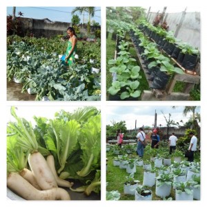 Public schoolteachers of Palo are being guided in this urban type of farming which has become a show window of the center.  It has become popular by word of mouth.